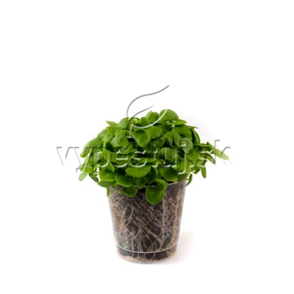 microgreens basil, mikrozelenina, bazalka mikrozelenina